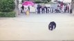 Runaway chimpanzee tries to escape Chinese zoo