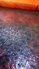 Ikan lele mutiara - is this a pon or in a tank? What fish are they - need to know more!!