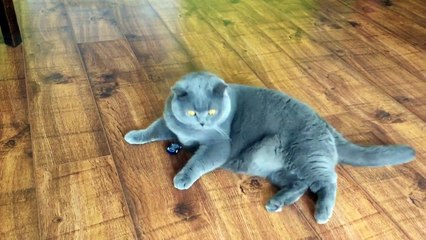 Coconut. Blue British Shorthair. Playing with a toy car.