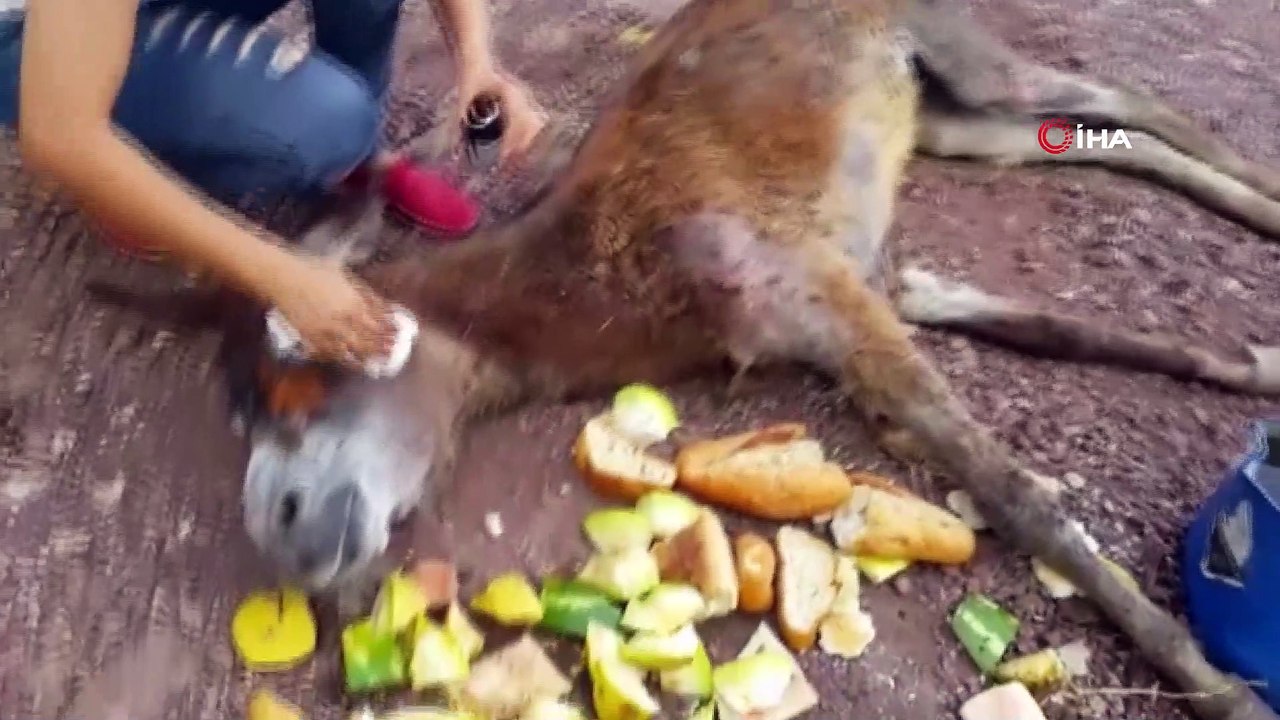 Eşeği halıya sarıp ormanda ölüme terk ettiler