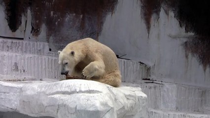 こんにちは ホッキョクグマ私は戻ってきた