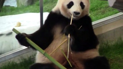 #2-64 June 2019 at Adventure world, Japan