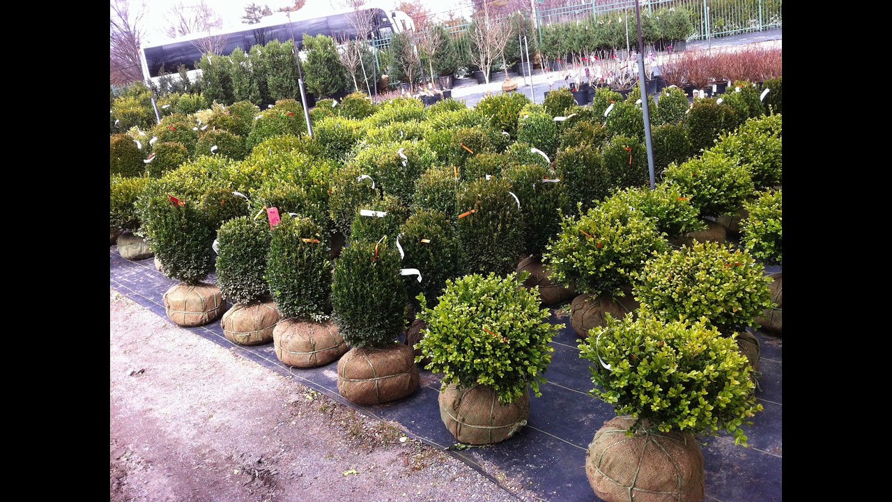 Roland Motte - La taille des arbustes