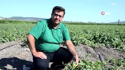 Kırkağaç kavunu AB'den coğrafi işaret almaya hazırlanıyor