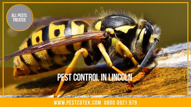 Pest Control Lincoln _ Pest Control Exterminator Services in Lincoln _ Wasps Nests