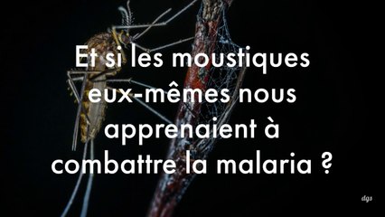 Et si c'était les moustiques eux-mêmes qui nous apprenaient à combattre la malaria ?