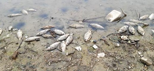 Samsun'da korkutan görüntü! Sazan balıkları kıyıya vurdu