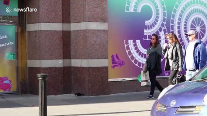 Ireland pedestrians jump and scream as they become victims of giant spider prank