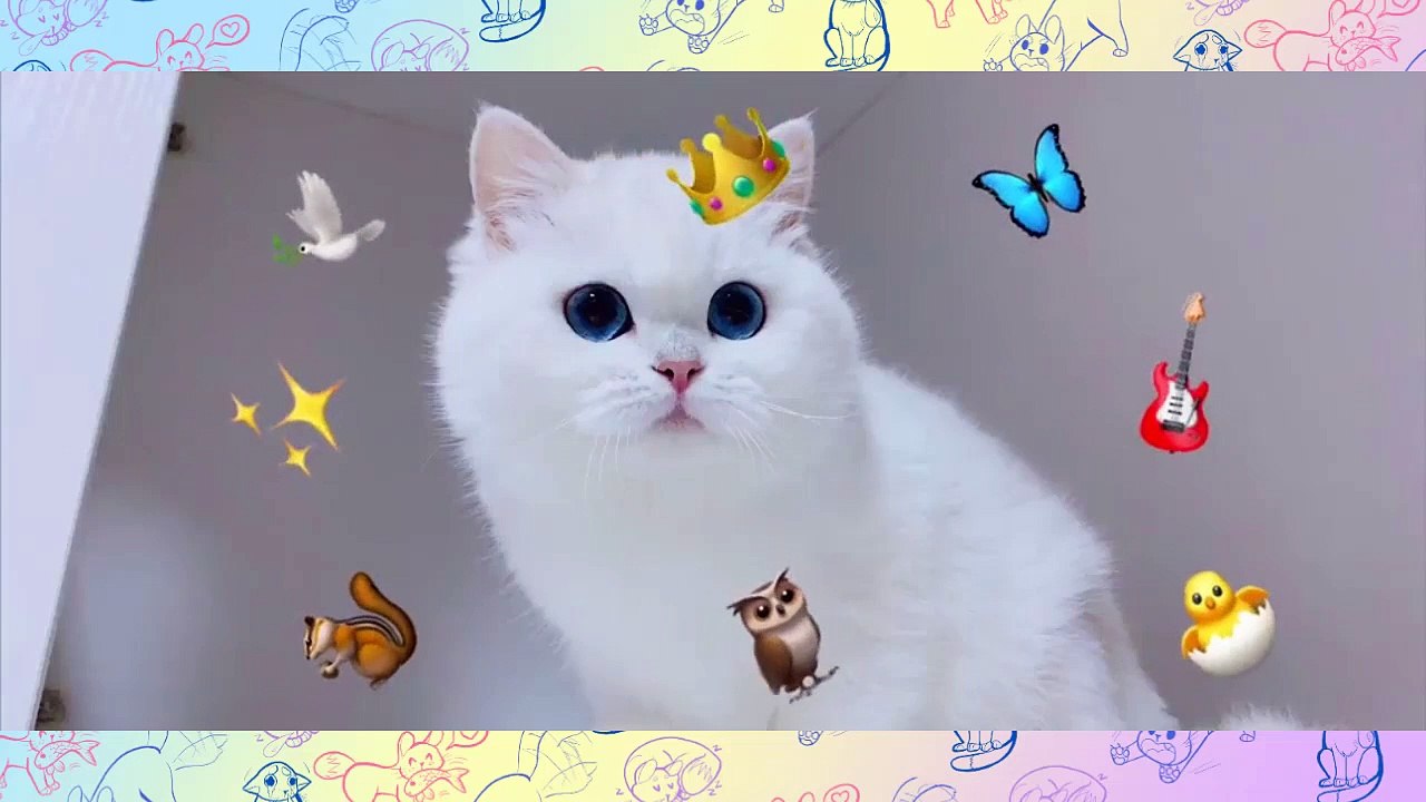 Funny Cat compilation Ep 5