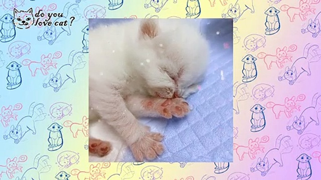 Funny Cat compilation Ep 3