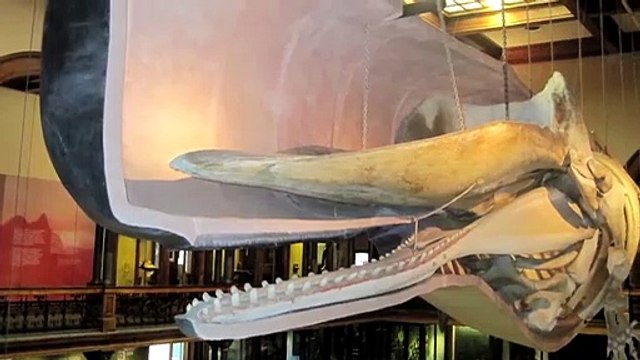 Это самое загадочное животное на планете, от которого мурашки по коже