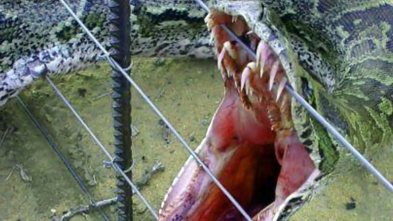 Самая большая змея в мире. Существует до сих пор самая большая змея