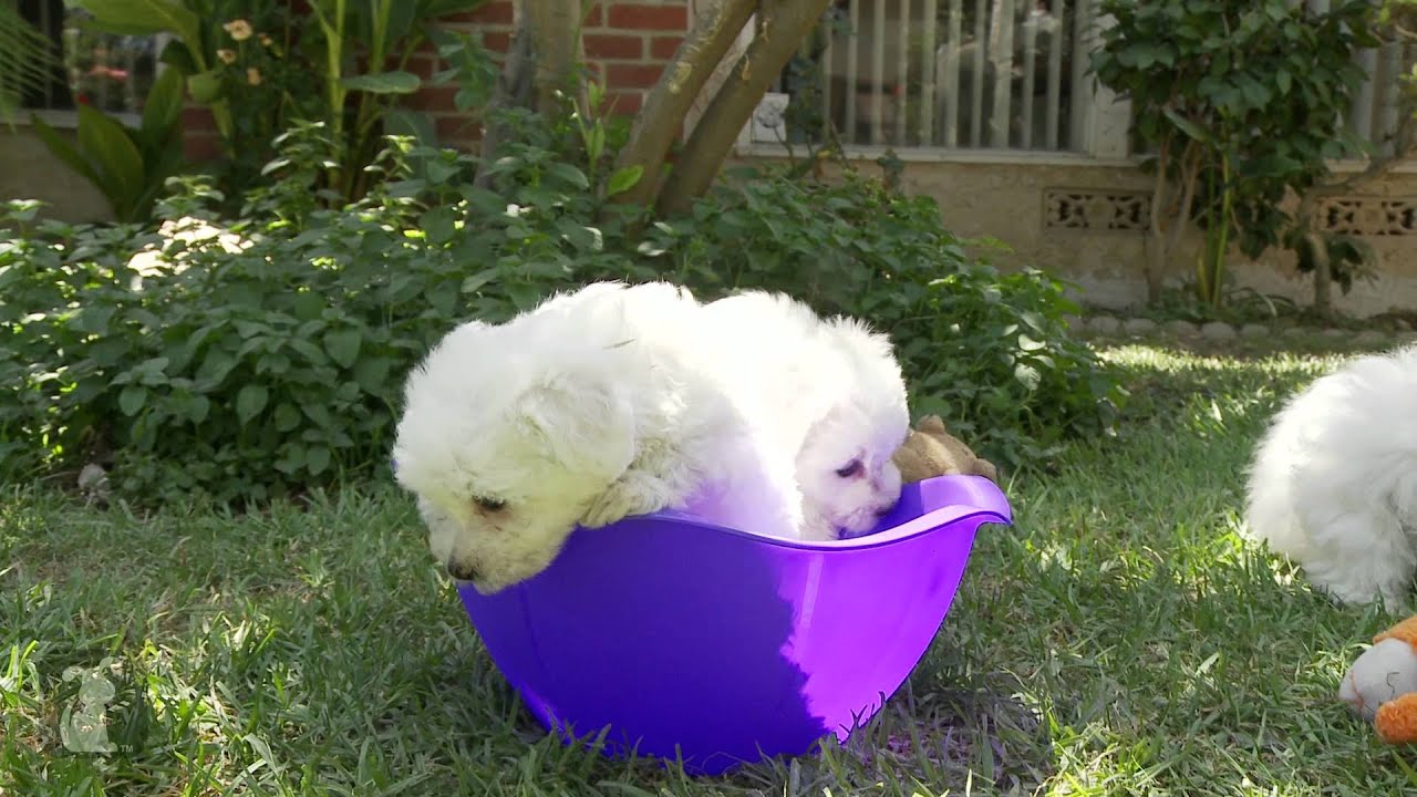 A Bowl Full Of Puppy- OMG- – Puppy Love