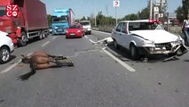 Eskişehir’de otomobilin çarptığı başıboş iki at telef oldu