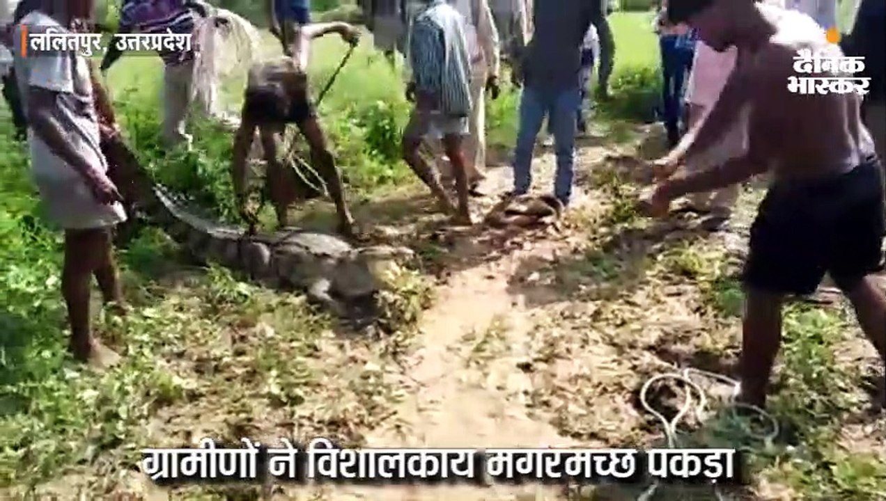 ग्रामीणों ने विशालकाय मगरमच्छ पकड़ा