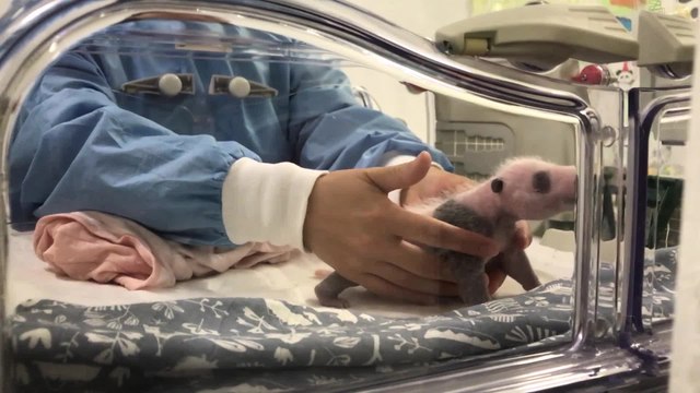 Dans les coulisses de la présentation des jumeaux pandas de Pairi Daiza à la presse