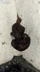 2 énormes limaces suspendues à leur bave !