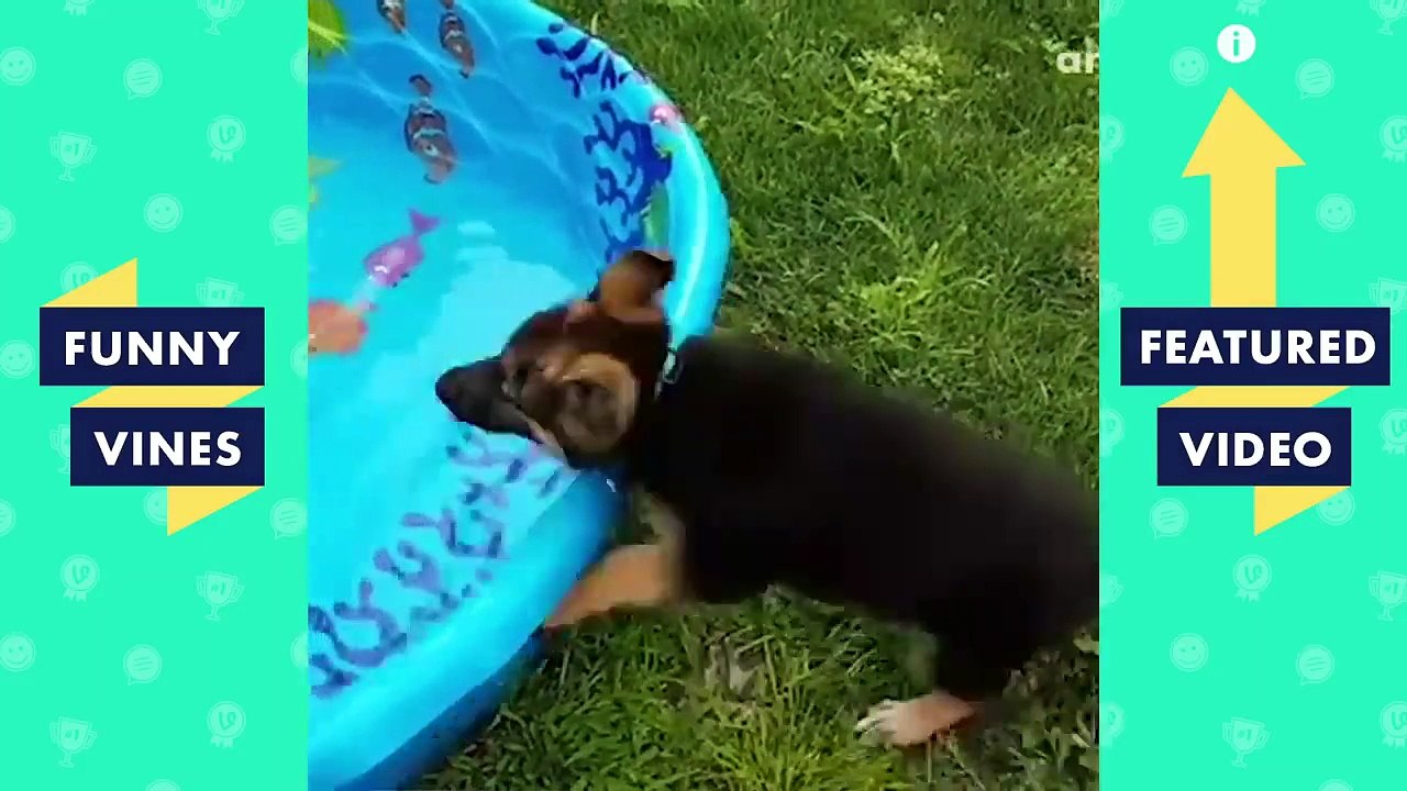 TRY NOT TO LAUGH - Cute Funny ANIMALS | Funny Videos December 2018