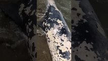 VIDEO - Gjendet delfini i ngordhur ne breg te detit n Hamallaj