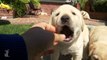 Labrador Puppies Tired From Being So Cute - Puppy Love