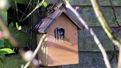Bird Going Inside A Bird House - Join