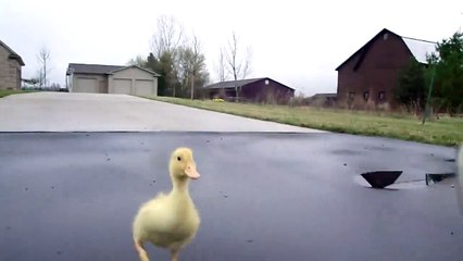 Sahibinin Peşinden Koşan Sevimli Ördek