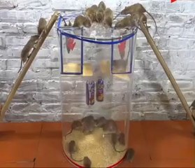 How to catch rat easily using this echnique!