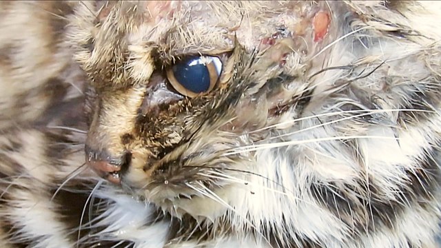 Kashmir border fence, forest fires endanger wildlife