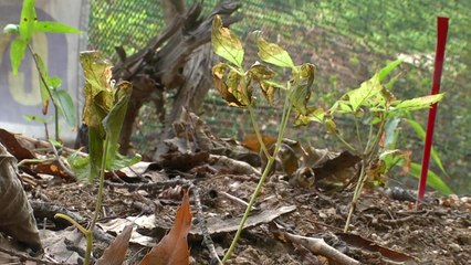 터널 공사로 밭에 심은 산삼 피해...농민 "협의만 했어도" / YTN