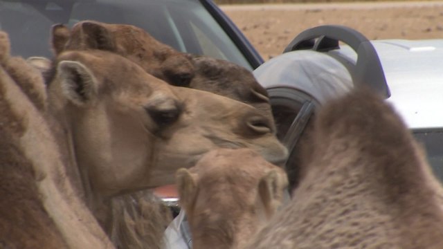 Safari Madrid acerca los animales exóticos a la capital