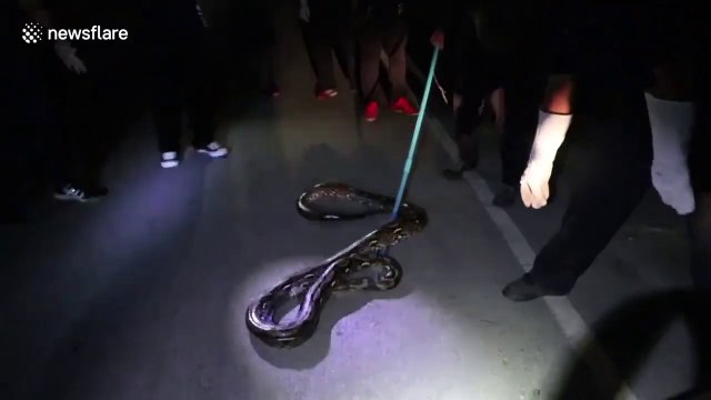 Ils découvrent un Python de 4 mètres dans les toilettes !!!