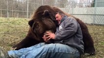 Amitié incroyable entre un homme et son ours énorme