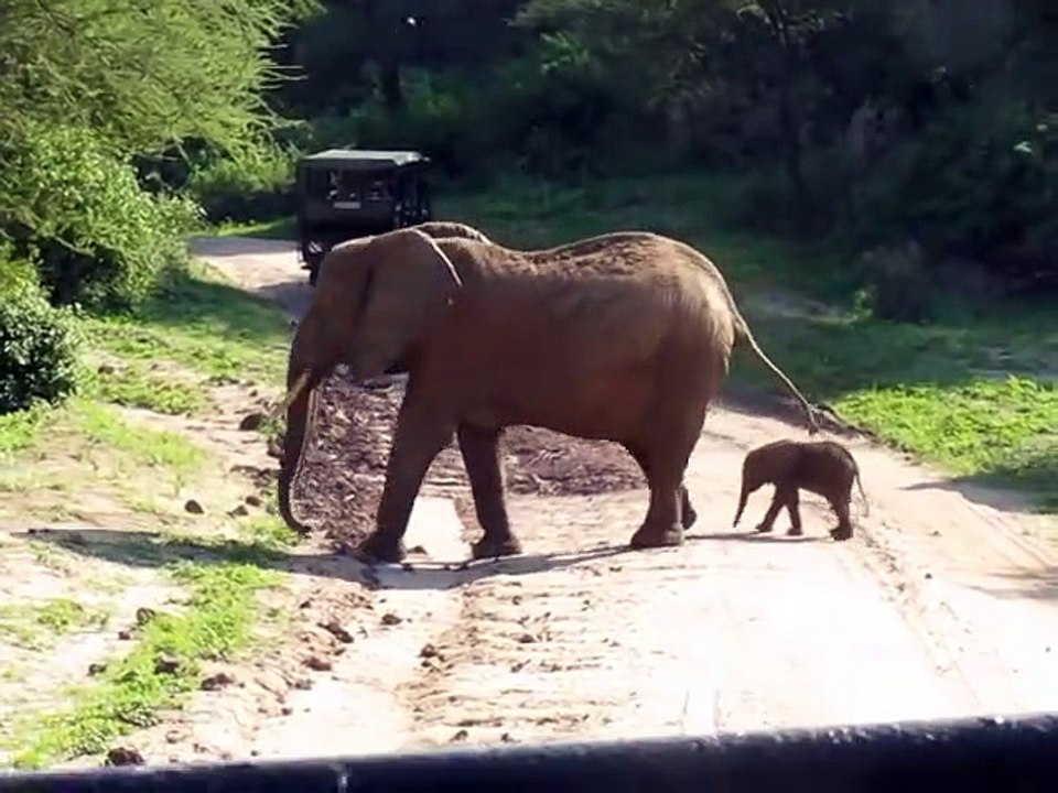 Un éléphanteau minuscule traverse la route avec maman... Impressionnant