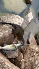 Fishing Rat Carries Catch Away