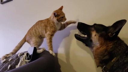 How a German Shepherd and a Kitten Became Best Friends