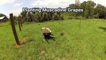 Planting Muscadine Grapes