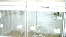Putters die een nest bouwen