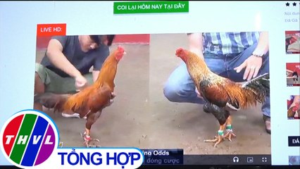 THVL | Triệt xóa tụ điểm đá gà ăn tiền qua internet ở Cà Mau