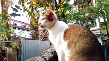 Funny Cat Comedy | Cute Cat Thinking of Fish | Must Watch
