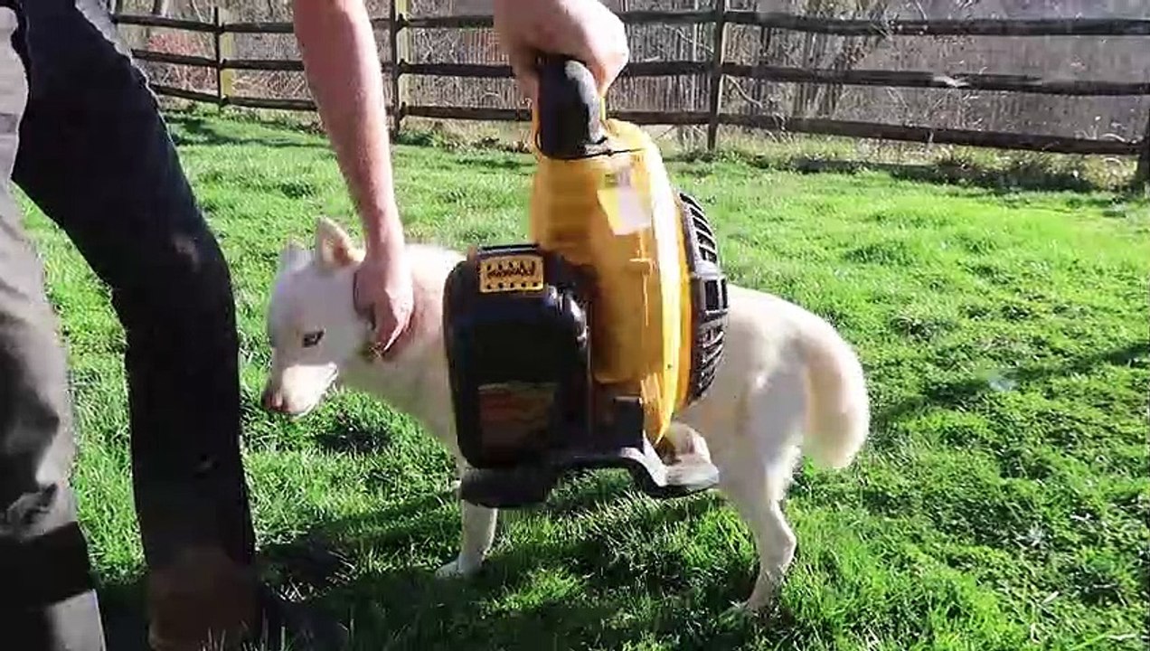 So You Want a Husky_ Be Ready for This!_Full-HD_60fps