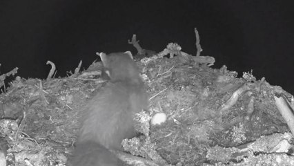 Pine Marten steals Osprey eggs