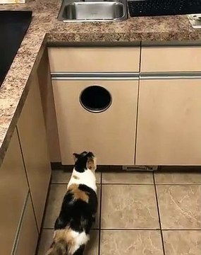 Quand un gros chat essaie de rentrer dans un petit trou. A mourir de rire !