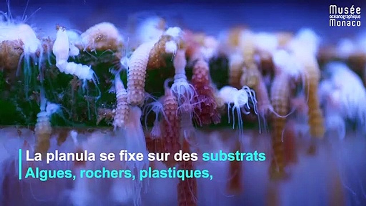 Comment naissent les méduses ?