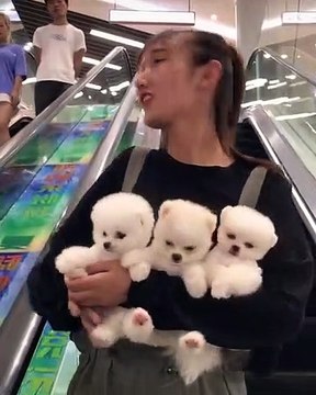 Regardez ce que la réaction de cet homme quand on lui offre un adorable petit chiot. A mourir de rire !