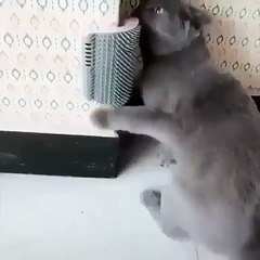 Ce chat passe un bon moment. A mourir de rire !