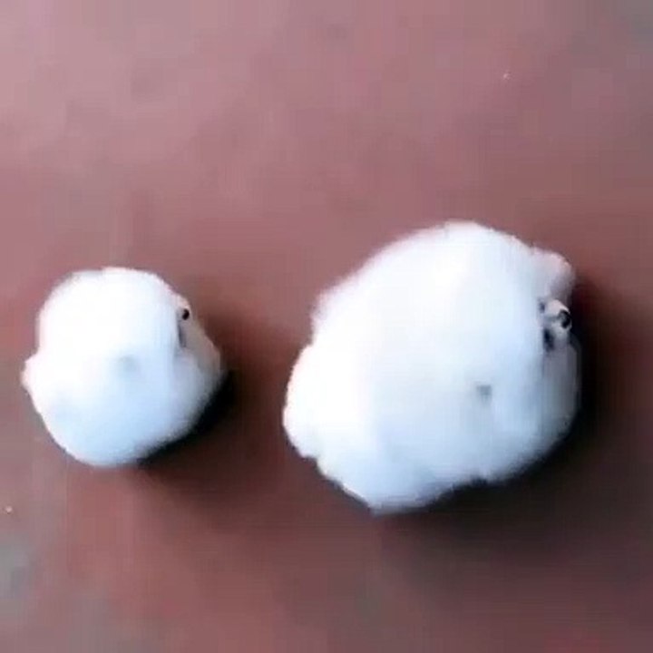 Ces deux boules de poils courant dans la rue sont trop adorables. Admirez !