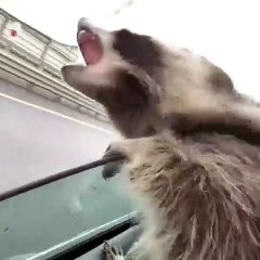 Ce raton laveur adore passer la tête par la fenêtre. Trop cute !