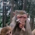 Quand un bébé singe essaie de faire sourire sa maman. Trop drôle !