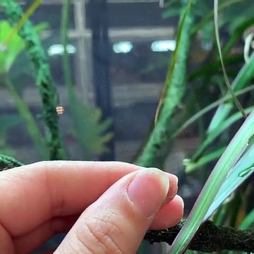 Regardez comment ce lézard va attraper un criquet. Hilarant !