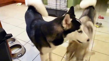 10 Facts You NEED To Know Before Buying A Husky!_HD_60fps